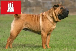 Přečtete si více ze článku Chovatelé šarpeje a štěňat v Hamburku