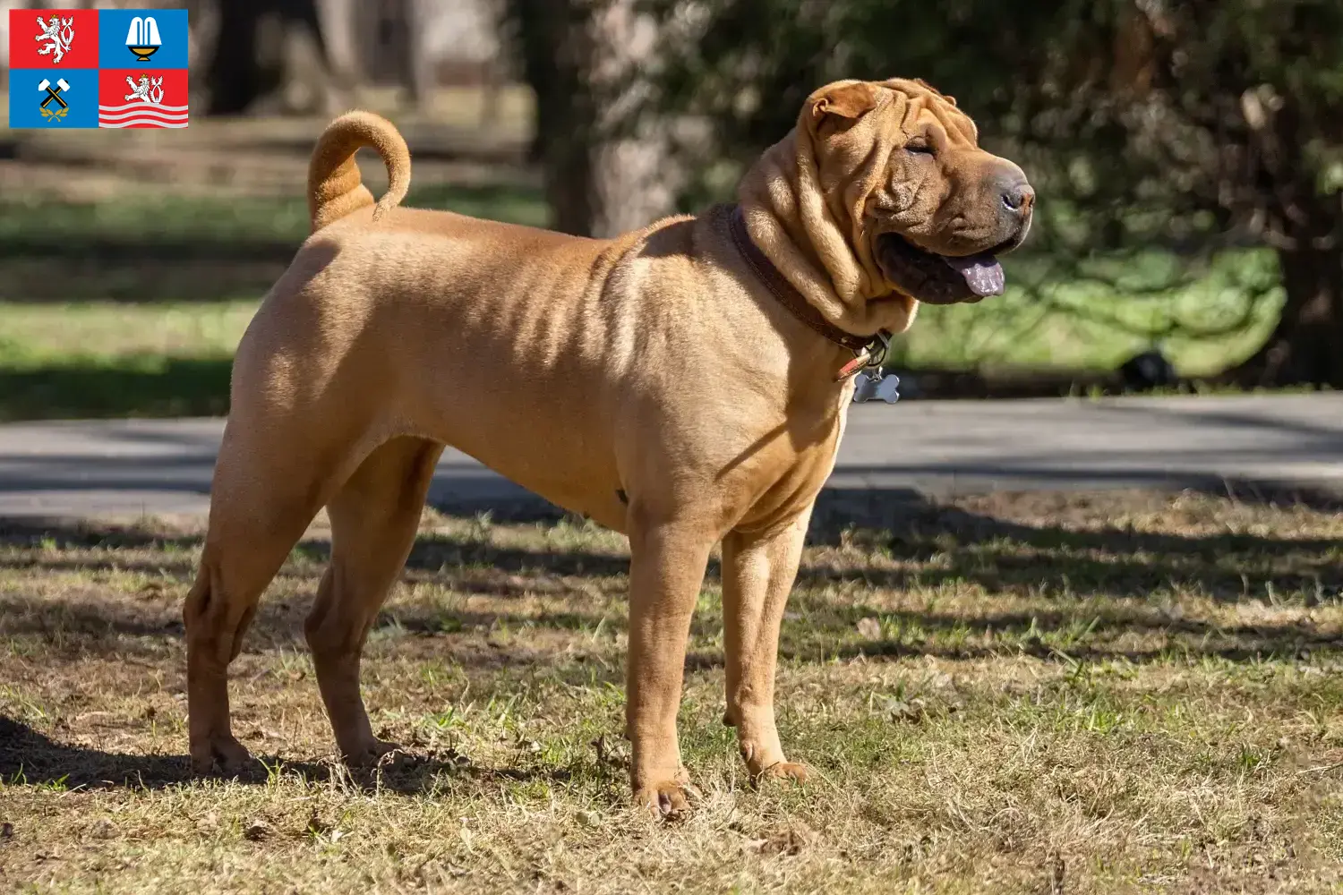 Shar-Pei štěňata a chovatelé Karlovy Vary Najděte chovatele šarpeje v Karlových Varech zde.