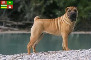 Přečtete si více ze článku Chovatelé šarpeje a štěňat v Plzni