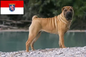 Přečtete si více ze článku Chovatelé šarpeje a štěňat v Hesensku