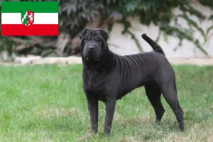Přečtete si více ze článku Chovatelé šarpeje a štěňat v Severním Porýní-Vestfálsku
