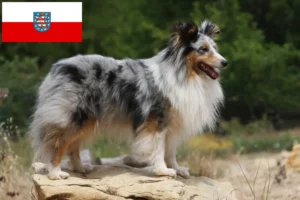 Přečtete si více ze článku Chovatelé sheltie a štěňata v Durynsku