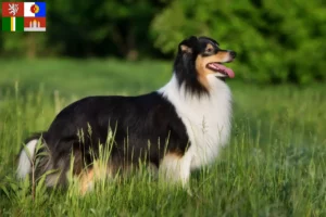 Přečtete si více ze článku Chovatelé sheltie a štěňata v Jižních Čechách