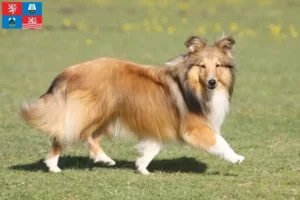 Přečtete si více ze článku Chovatelé sheltie a štěňata v Karlových Varech