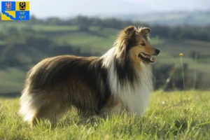 Přečtete si více ze článku Chovatelé sheltie a štěňata v Olomouci