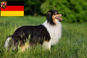 Přečtete si více ze článku Chovatelé sheltie a štěňata v Porýní-Falci