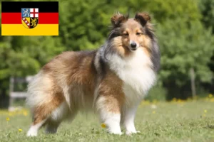 Přečtete si více ze článku Chovatelé sheltie a štěňata v Sársku