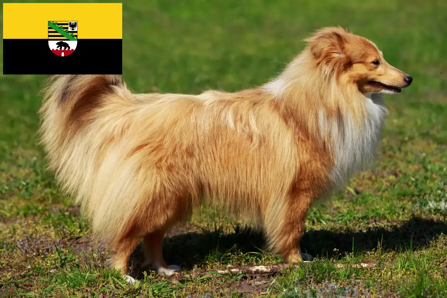Štěňata a chovatelé sheltie Sasko-Anhaltsko Zde najdete chovatele sheltií v Sasku-Anhaltsku.