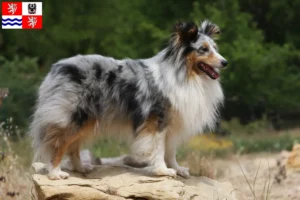 Přečtete si více ze článku Chovatelé sheltie a štěňata ve Středočeském kraji
