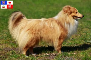 Přečtete si více ze článku Chovatelé sheltie a štěňata na Vysočině
