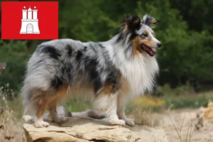 Přečtete si více ze článku Chovatelé sheltie a štěňata v Hamburku