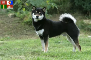Přečtete si více ze článku Chovatelé shib a štěňat v Jihočeském kraji
