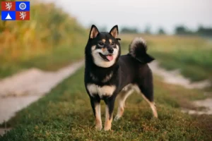 Přečtete si více ze článku Chovatelé shib a štěňat v Liberci