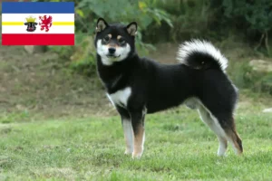 Přečtete si více ze článku Chovatelé shib a štěňat v Meklenbursku-Předním Pomořansku