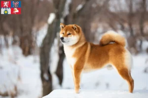 Přečtete si více ze článku Chovatelé shib a štěňat v Pardubicích