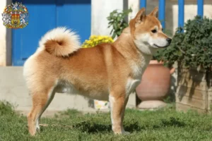 Přečtete si více ze článku Chovatelé shib a štěňat v Praze