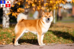 Přečtete si více ze článku Chovatelé shib a štěňat na Vysočině