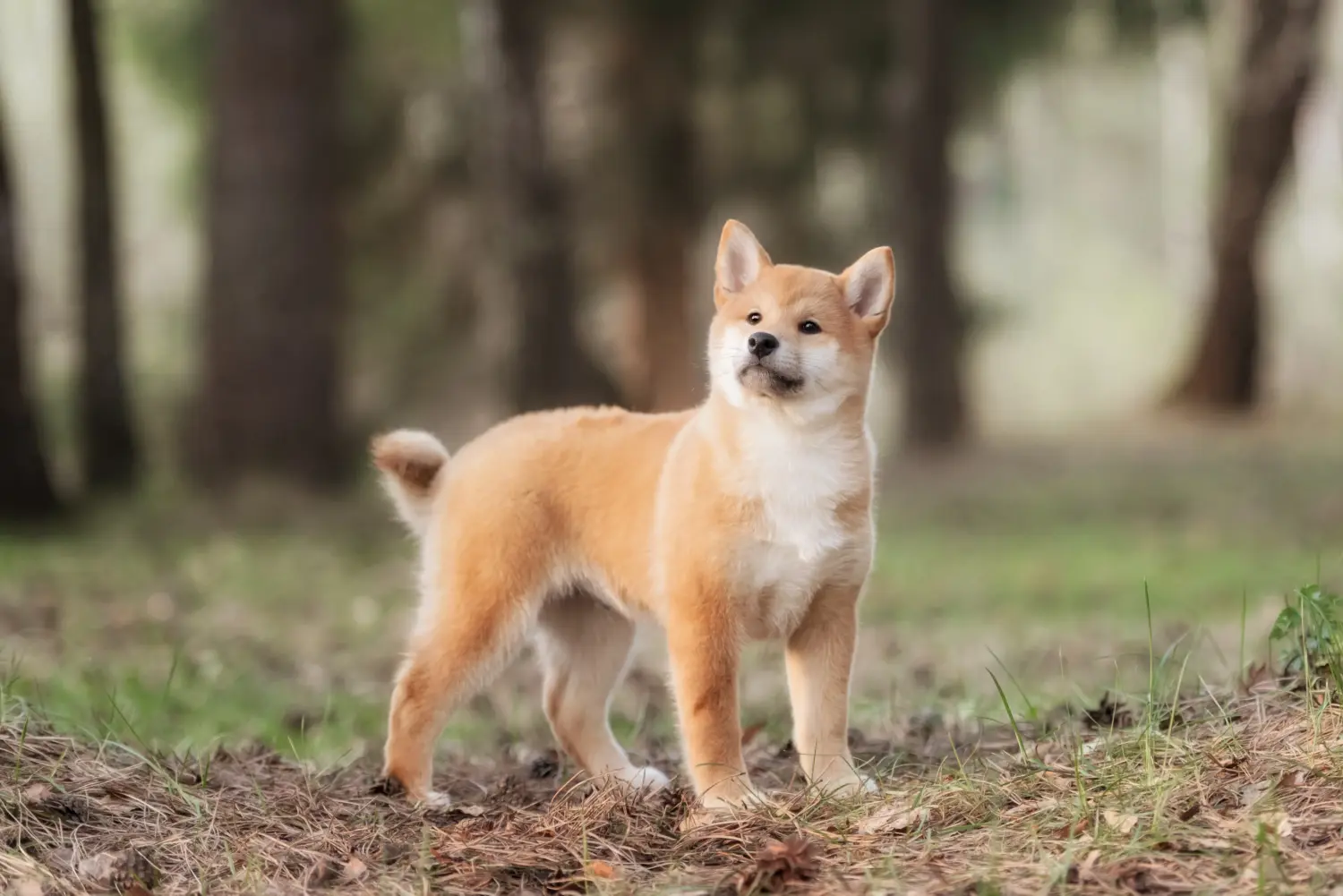 Koupit si štěně shiby znamená převzít odpovědnost! Prodám štěňata shiba.