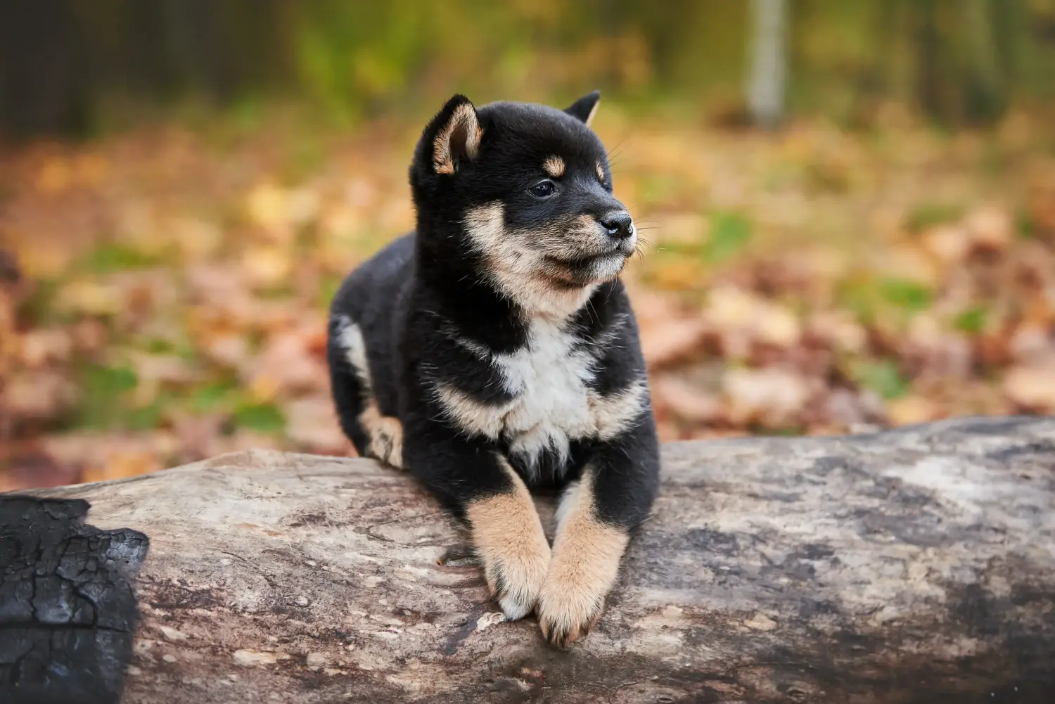 Koupit si štěně shiby znamená převzít odpovědnost! Prodám štěňata shiba.