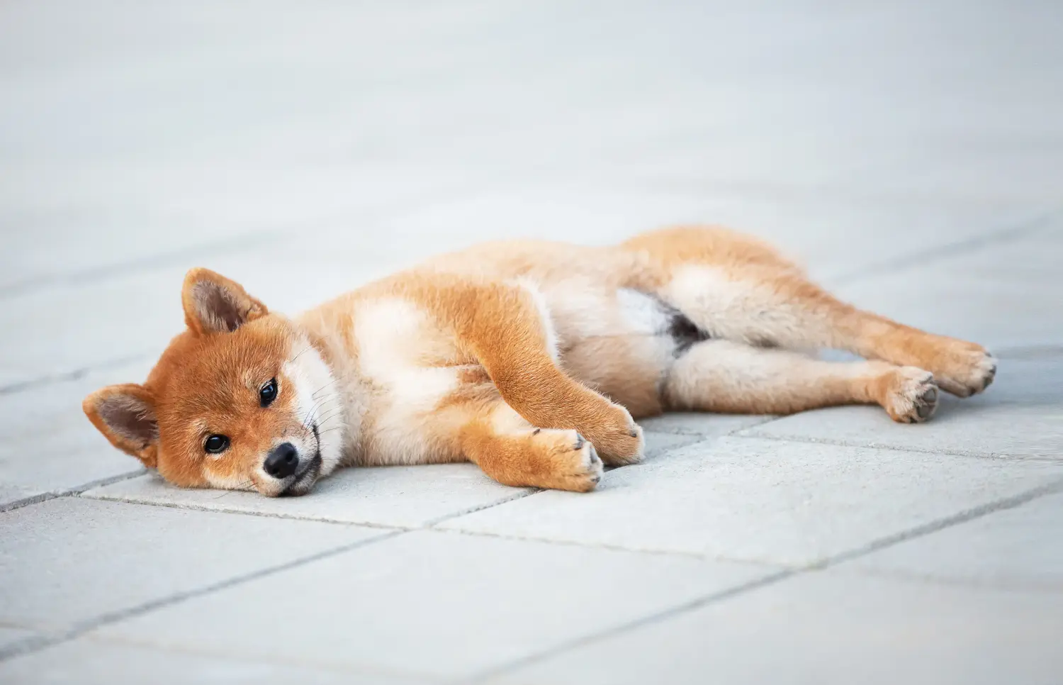 Koupit si štěně shiby znamená převzít odpovědnost! Prodám štěňata shiba.