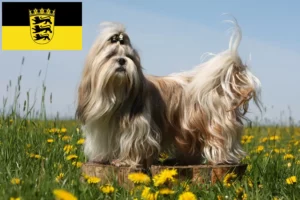 Přečtete si více ze článku Chovatelé shih tzu a štěňata v Bádensku-Württembersku