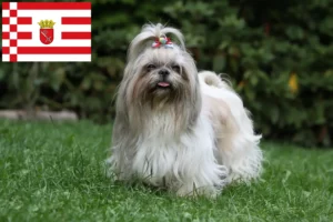 Přečtete si více ze článku Chovatelé shih tzu a štěňata v Brémách