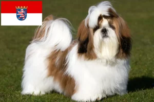 Přečtete si více ze článku Chovatelé shih tzu a štěňat v Hesensku