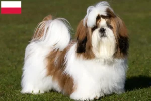Přečtete si více ze článku Chovatelé shih tzu a štěňat v Polsku