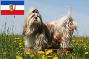 Přečtete si více ze článku Chovatelé shih tzu a štěňat ve Šlesvicku-Holštýnsku