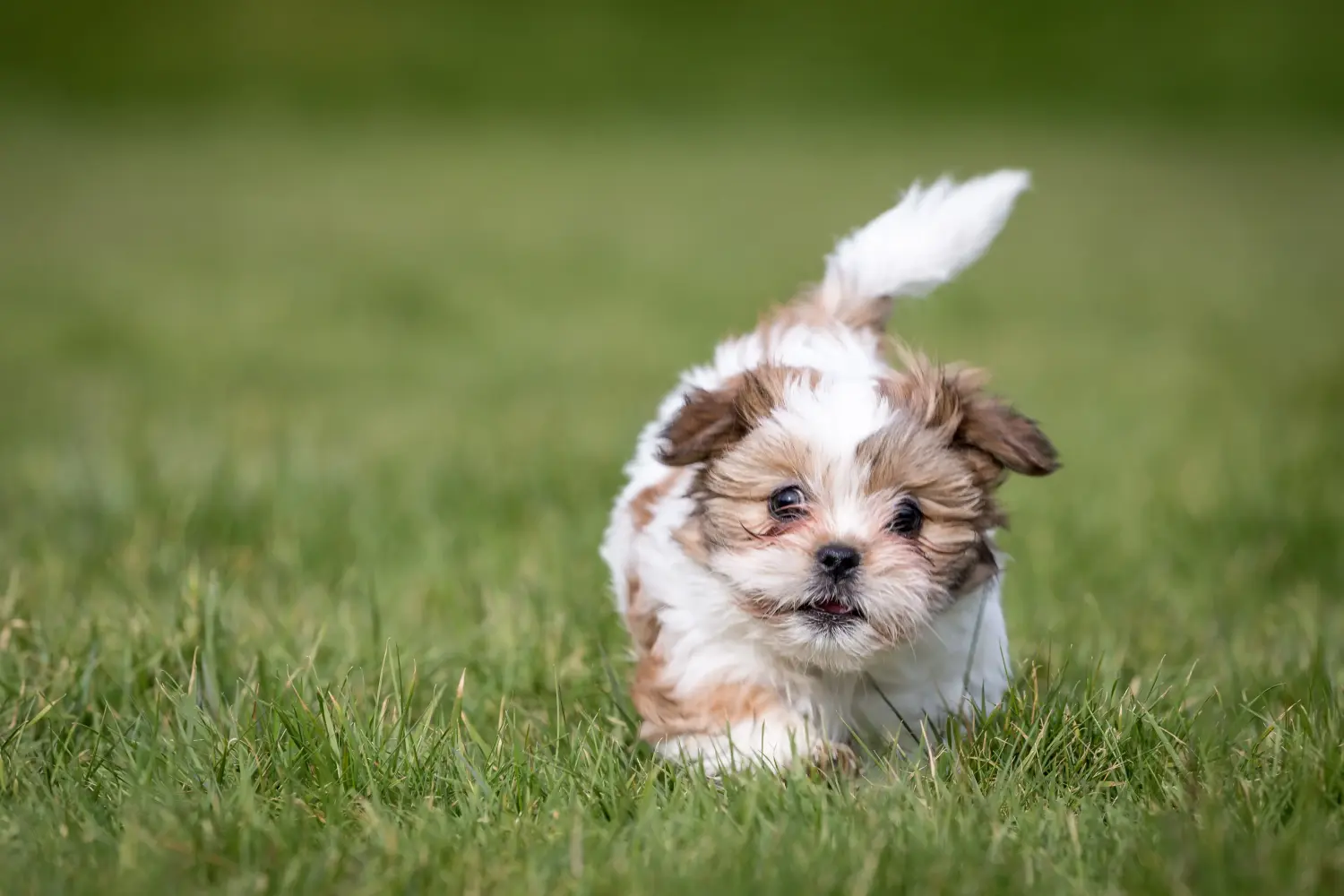 Koupit si štěně shih tzu znamená převzít odpovědnost! Prodám štěňata Shih Tzu.