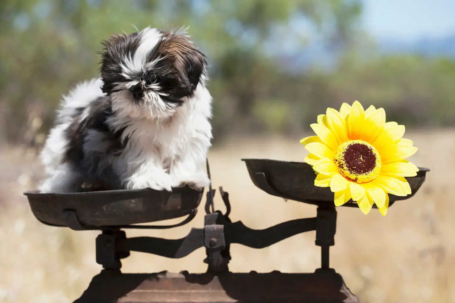 Koupit si štěně shih tzu znamená převzít odpovědnost! Prodám štěňata Shih Tzu.