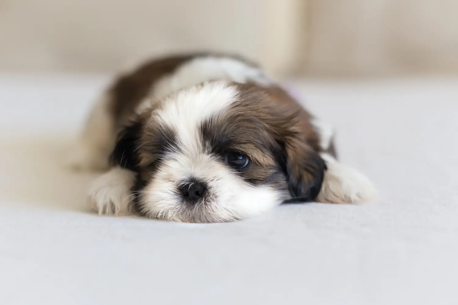Koupit si štěně shih tzu znamená převzít odpovědnost! Prodám štěňata Shih Tzu.