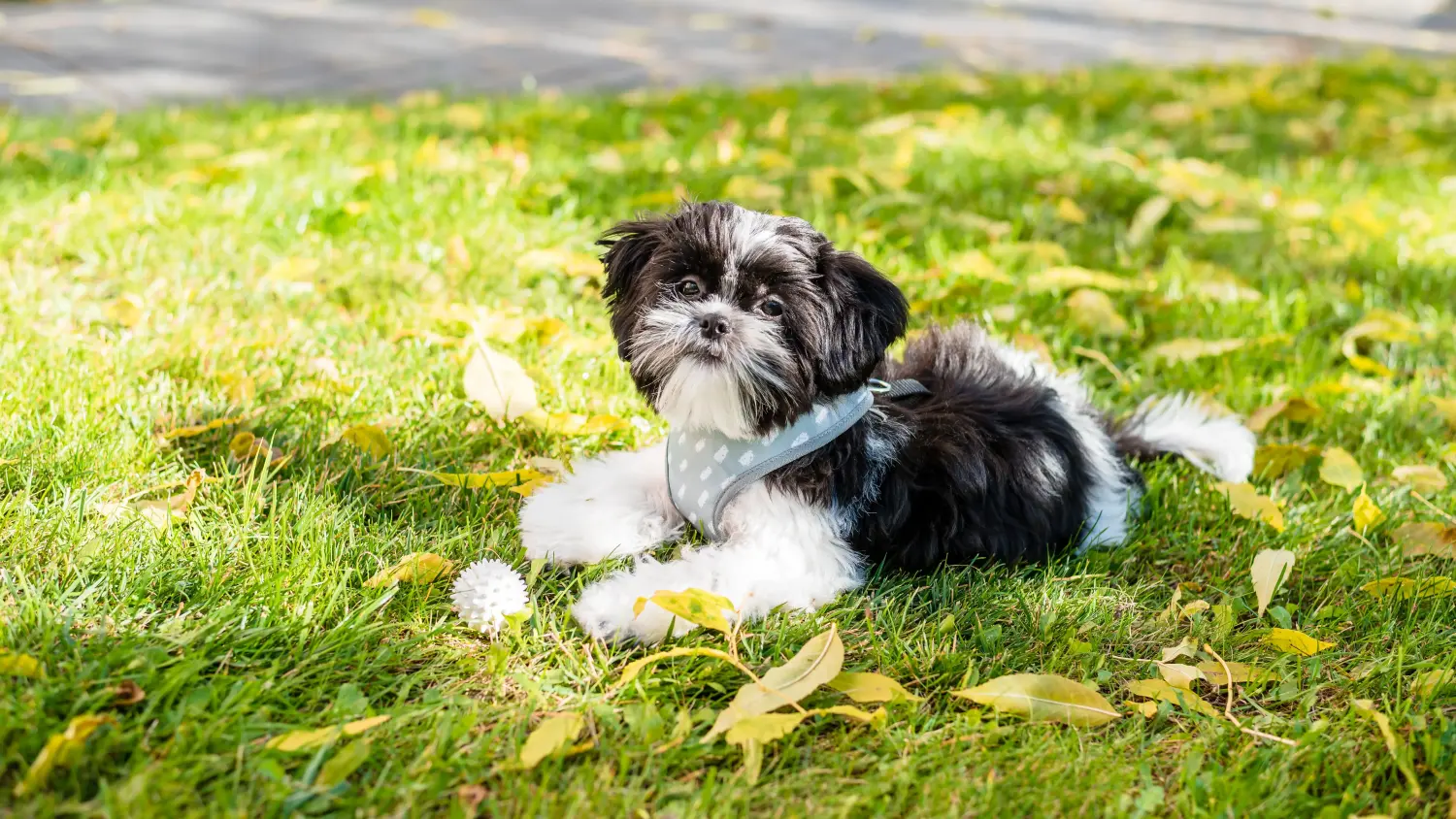 Koupit si štěně shih tzu znamená převzít odpovědnost! Prodám štěňata Shih Tzu.