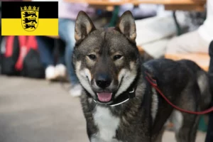 Přečtete si více ze článku Chovatelé shikoku a štěňata v Bádensku-Württembersku