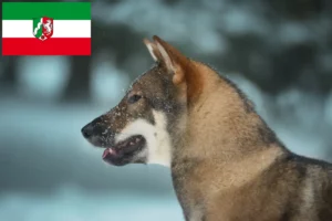 Přečtete si více ze článku Chovatelé shikoku a štěňata v Severním Porýní-Vestfálsku