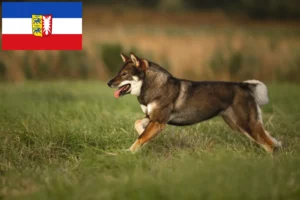 Přečtete si více ze článku Chovatelé shikoku a štěňata ve Šlesvicku-Holštýnsku