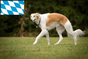 Přečtete si více ze článku Silken Windsprite chovatelé a štěňata v Bavorsku