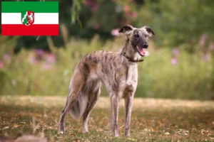 Přečtete si více ze článku Silken Windsprite chovatelé a štěňata v Severním Porýní-Vestfálsku