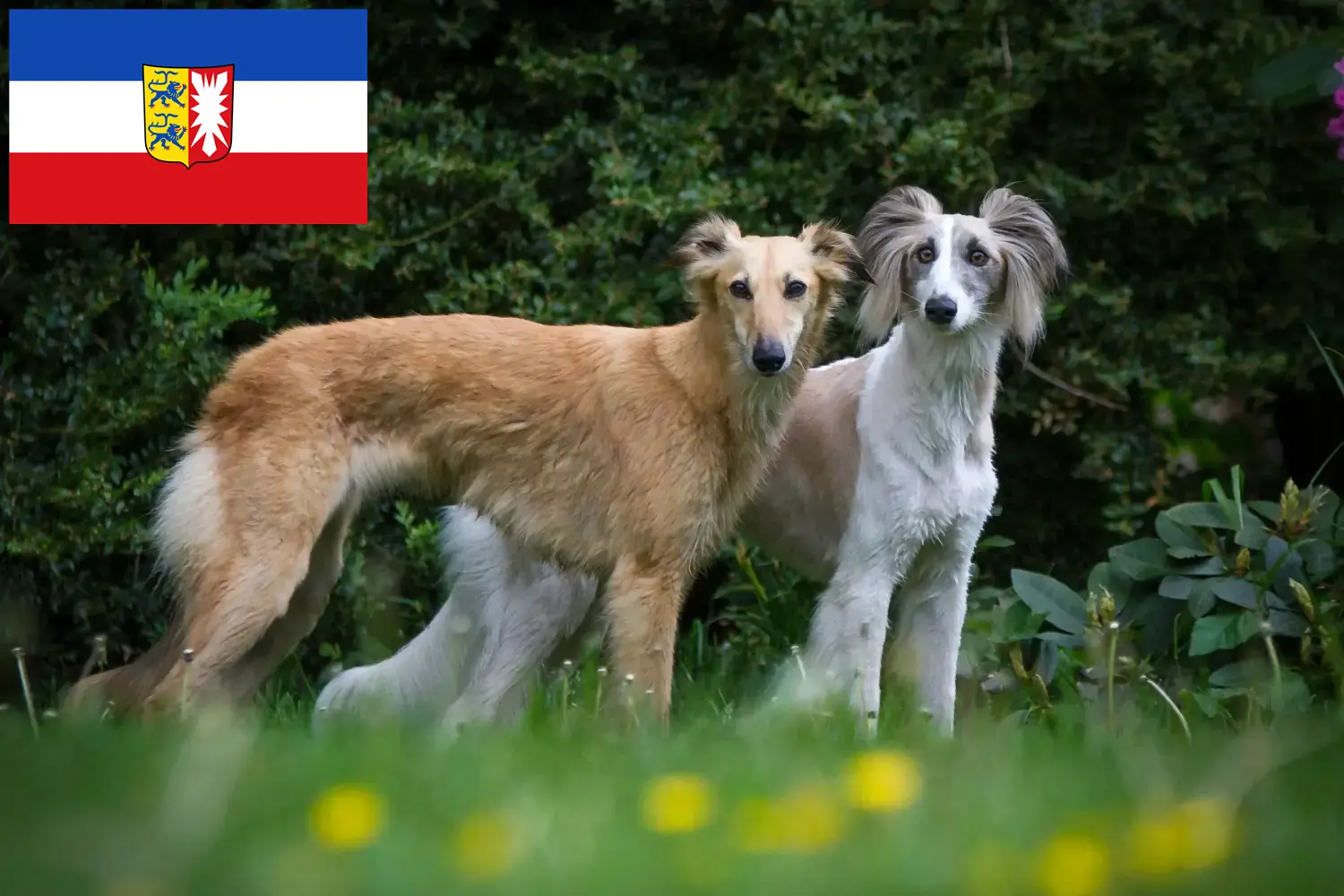 Přečtete si více ze článku Silken Windsprite chovatelé a štěňata ve Šlesvicku-Holštýnsku