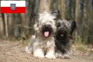 Přečtete si více ze článku Chovatelé skye teriérů a štěňat v Durynsku