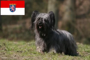 Přečtete si více ze článku Chovatelé skye teriérů a štěňat v Hesensku