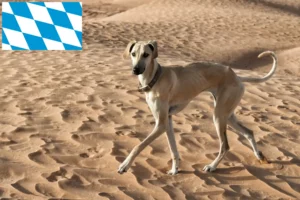 Přečtete si více ze článku Chovatelé a štěňata Sloughi v Bavorsku