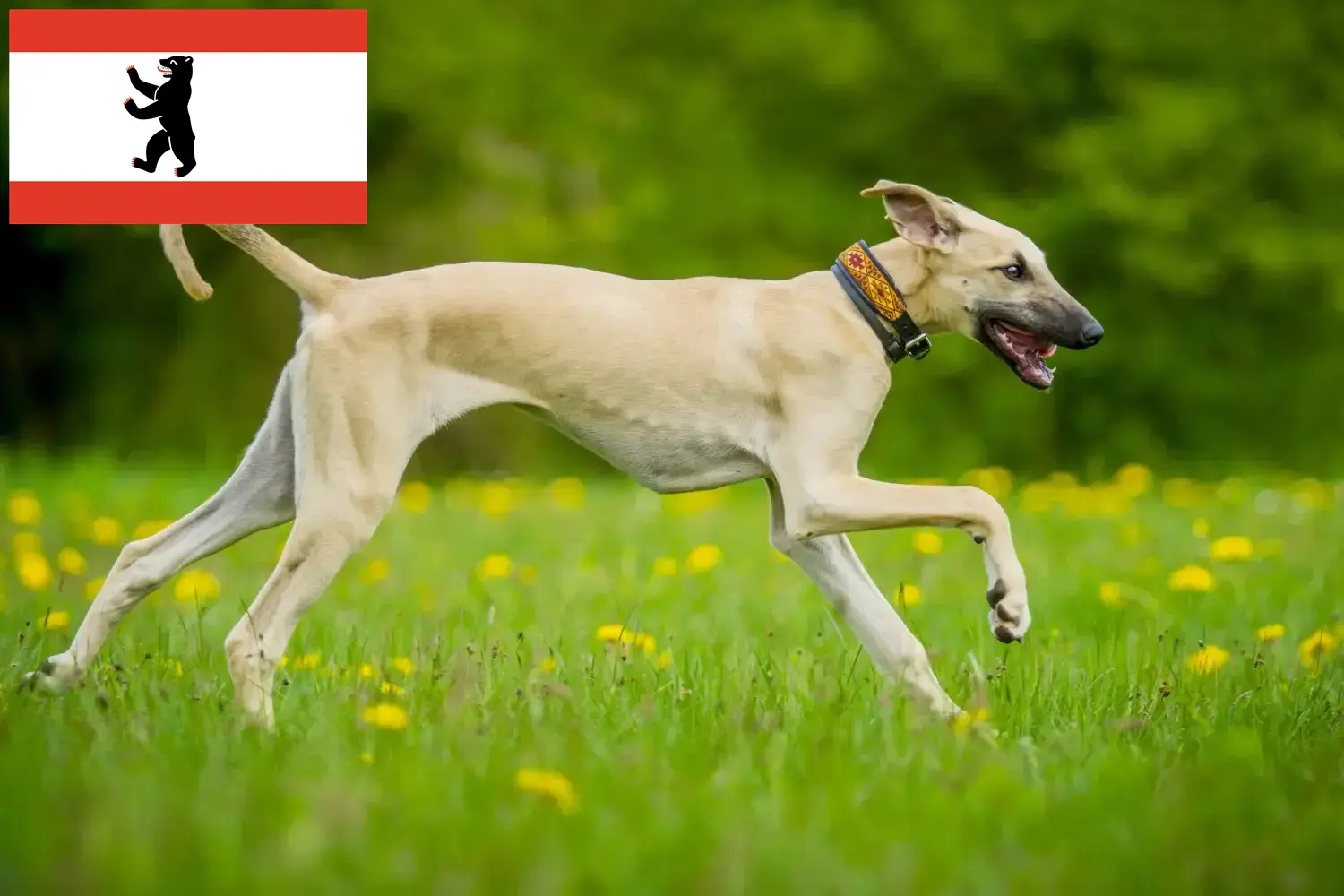 Sloughi štěňata a chovatelé Berlín Zde najdete chovatele plemene Sloughi v Berlíně.