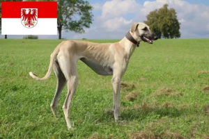 Přečtete si více ze článku Chovatelé a štěňata Sloughi v Brandenburgu