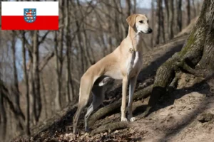 Přečtete si více ze článku Chovatelé a štěňata Sloughi v Durynsku