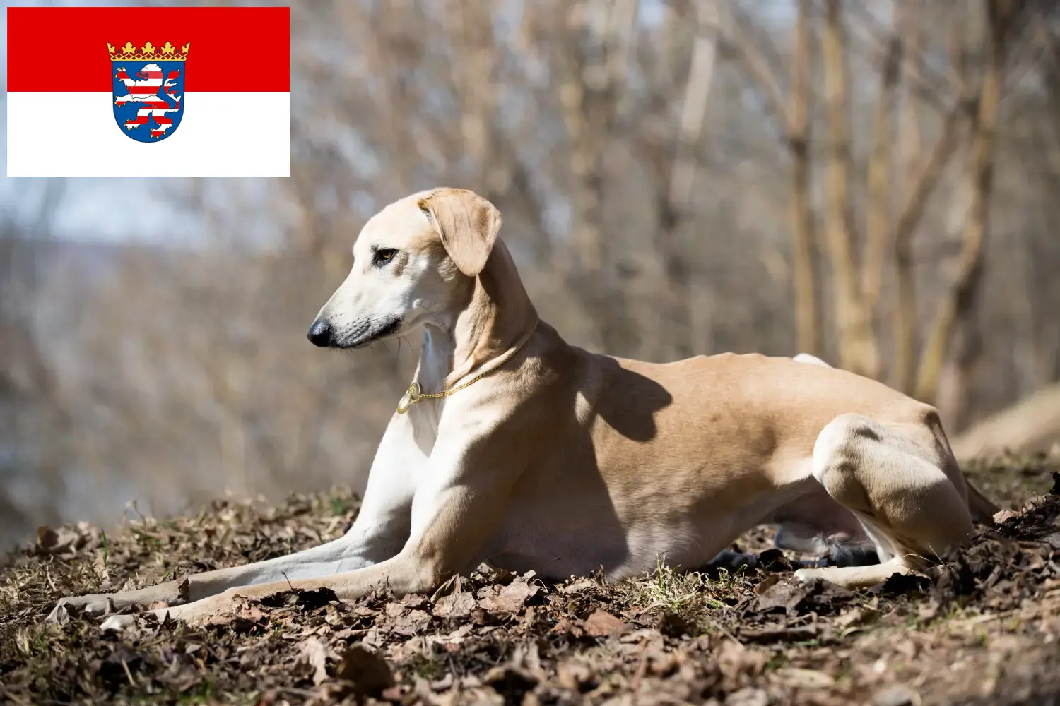 Štěňata a chovatelé Sloughi Hessen Zde najdete chovatele plemene Sloughi v Hesensku.