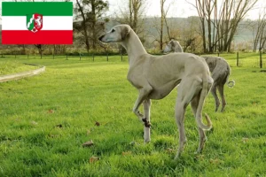 Přečtete si více ze článku Chovatelé a štěňata Sloughi v Severním Porýní-Vestfálsku