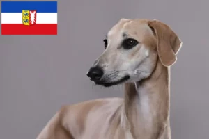 Přečtete si více ze článku Chovatelé a štěňata Sloughi ve Šlesvicku-Holštýnsku