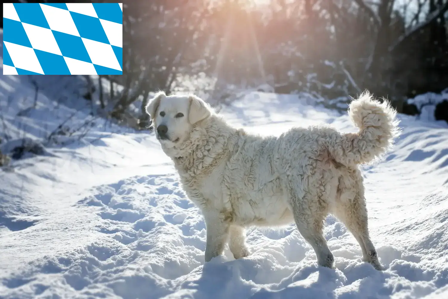 Slovensky Cuvac štěňata a chovatelé Bavorsko Zde naleznete chovatele plemene Slovensky Cuvac v Bavorsku.