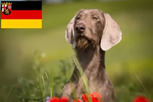 Přečtete si více ze článku Chovatelé slovenských hrubosrstých ohařů a štěňat v Porýní-Falci